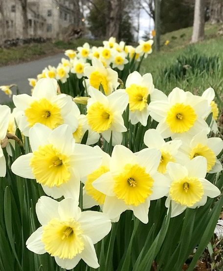 Narcissus 'Ice Follies'